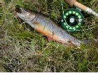 Brook trout from around Creede, Colorado