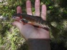 Jewel of Northern New Mexico Rio Grande Cutthroat